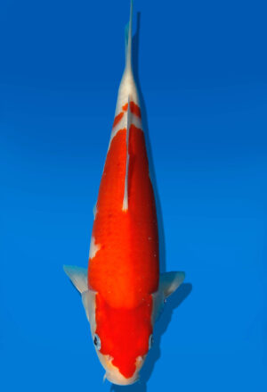 Koi Auktion Kanno Goshiki JumboTosai Kanno - 28cm GT3-1082