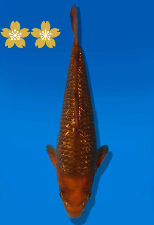 Koi Auktion Dainichi Chagoi JumboTosai BrownMonkey - 23cm GT3-1083