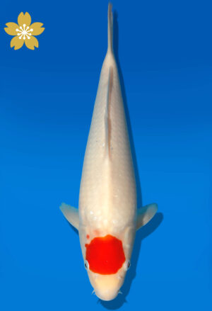 Koi Auktion Dainichi Tancho JumboTosai Wild - 33cm GT3-1084