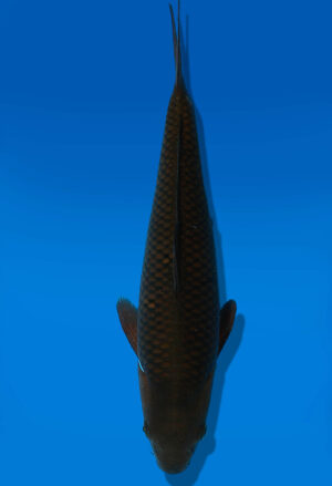 Koi Auktion Dainichi Chagoi JumboTosai BrownMonkey - 30cm GT3-1085