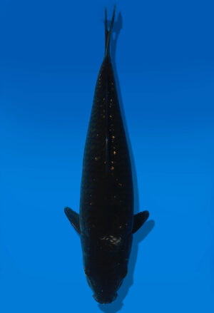 Koi Auktion Dainichi Blackdiamond JumboTosai BlackZeus - 27cm GT6-1087