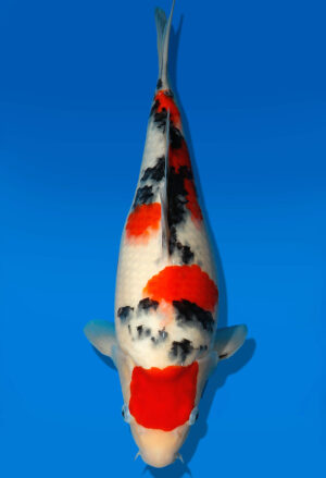 Koi Auktion Dainichi Sanke JumboTosai NewMSankejr. - 35cm GT1-1295