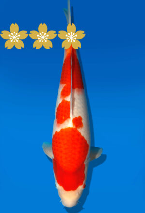 Koi Auktion Dainichi Kohaku JumboTosai WhiteDragon - 40cm GT1-1302