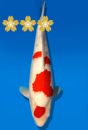 Koi Auktion Dainichi Kohaku JumboTosai WhiteDragon - 42cm GT1-1304