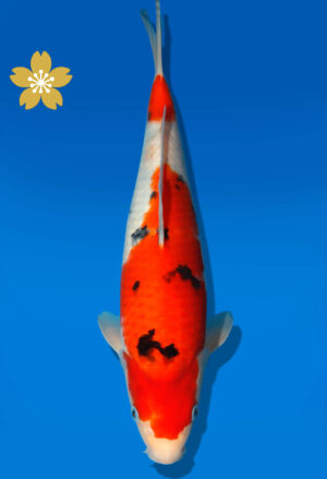 Koi Auktion Dainichi Sanke JumboTosai NewMSankejr. - 34cm GT1-1296