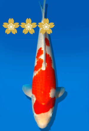 Koi Auktion Dainichi Kohaku JumboTosai WhiteDragon - 37cm GT1-1303