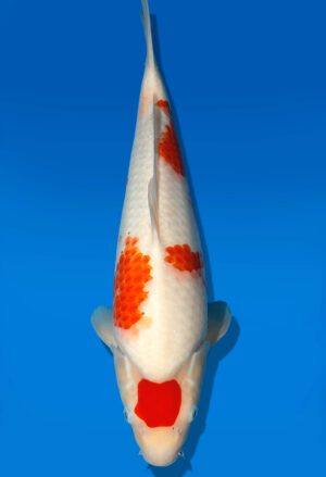 Koi Auktion Dainichi Kohaku JumboTosai RedTiger - 47cm GT1-1305