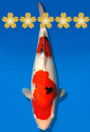 Koi Auktion Dainichi Sanke JumboTosai NewMSankejr. - 44cm GT1-1297