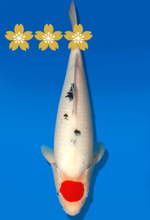 Koi Auktion Dainichi TSanke JumboTosai NewMSankejr. - 33cm GT2-1298