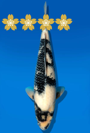 Koi Auktion Dainichi Shiro JumboTosai NewMonroe - 35cm GT2-1316