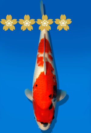 Koi Auktion Dainichi Shiro JumboTosai NewMonroe - 37cm GT2-1319