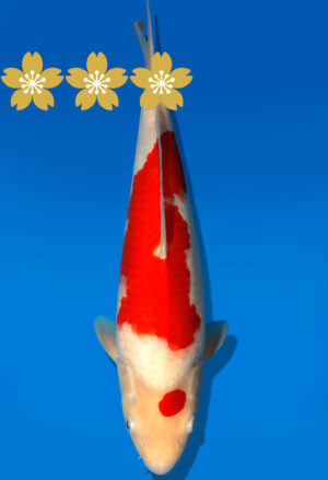 Koi Auktion Dainichi Kohaku JumboTosai RedTiger - 37cm GT2-1306