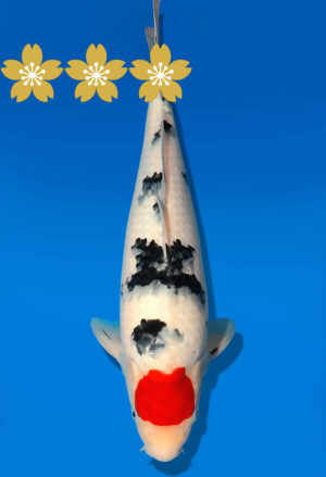 Koi Auktion Dainichi TSanke JumboTosai NewMSankejr. - 36cm GT2-1299
