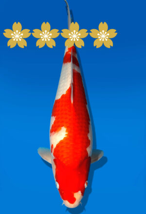 Koi Auktion Dainichi Kohaku JumboTosai WhiteDragon - 41cm GT3-1307