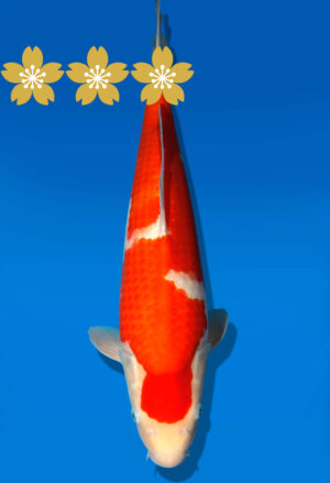 Koi Auktion Dainichi Kohaku JumboTosai WhiteDragon - 45cm GT3-1308