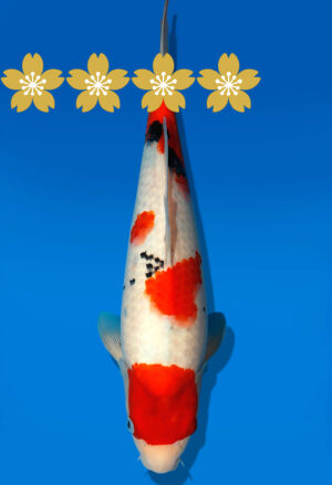 Koi Auktion Dainichi TSanke JumboTosai NewMSankejr. - 38cm GT2-1300