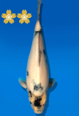 Koi Auktion Dainichi Shiro JumboTosai NewMonroe - 35cm GT3-1317