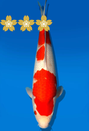 Koi Auktion Dainichi Kohaku JumboTosai WhiteDragon - 39cm GT3-1309