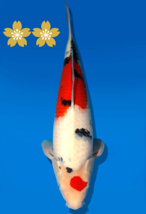 Koi Auktion Dainichi Sanke JumboTosai NewMSankejr. - 37cm GT3-1301