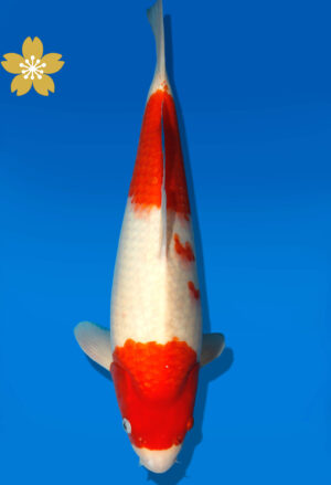 Koi Auktion Dainichi Kohaku JumboTosai WhiteDragon - 44cm GT3-1310