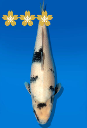 Koi Auktion Dainichi Shiro JumboTosai NewMonroe - 35cm GT3-1318