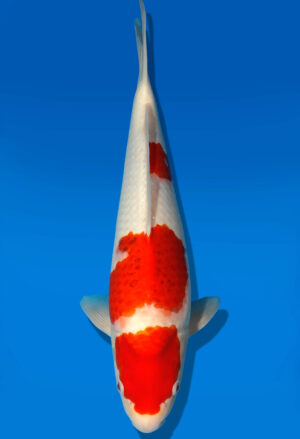 Koi Auktion Dainichi Kohaku JumboTosai RedTiger - 36cm GT4-1311
