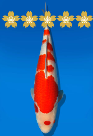 Koi Auktion Dainichi Kohaku JumboTosai WhiteTiger - 40cm GT4-1312