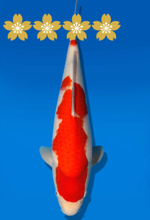 Koi Auktion Dainichi Kohaku JumboTosai WhiteDragon - 41cm GT4-1313