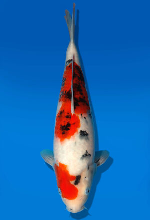 Koi Auktion Dainichi TSanke JumboTosai NewMSankejr. - 33cm GT4-1301