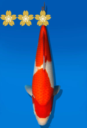 Koi Auktion Dainichi Kohaku JumboTosai WhiteDragon - 39cm GT4-1314