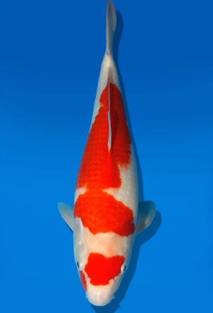 Koi Auktion Dainichi Kohaku JumboTosai WhiteDragon - 31cm GT4-1315