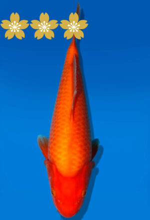 Koi Auktion Dainichi Benigoi JumboTosai RedTiger - 33cm GT1-1319