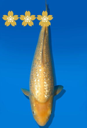 Koi Auktion Dainichi GinrinKarashigoi JumboTosai YellowMonkey - 33cm GT1-1320