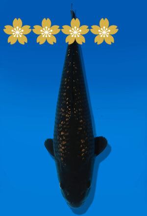 Koi Auktion Dainichi Blackdiamond JumboTosai BlackZeus - 36cm GT1-1322