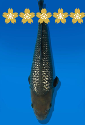 Koi Auktion Dainichi GinrinSoragoi JumboTosai GSora/Sora - 44cm GT2-1323