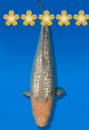 Koi Auktion Dainichi GinrinSoragoi JumboTosai GSora/Sora - 38cm GT2-1324