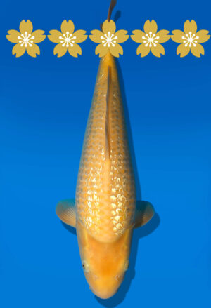 Koi Auktion Dainichi GinrinKarashigoi JumboTosai YellowMonkey - 39cm GT2-1325