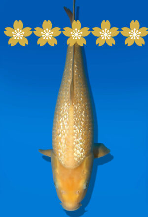 Koi Auktion Dainichi GinrinKarashigoi JumboTosai YellowMonkey - 40cm GT2-1326