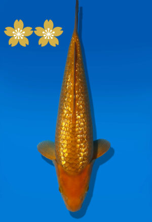 Koi Auktion Dainichi GinrinChagoi JumboTosai BrownMonkey - 31cm GT2-1327