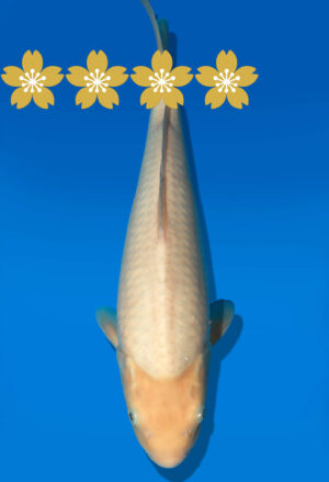 Koi Auktion Dainichi WhiteKarashi JumboTosai WhiteMonkey - 38cm GT2-1346
