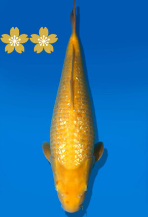 Koi Auktion Dainichi GinrinKarashi JumboTosai YellowMonkey - 38cm GT3-1345