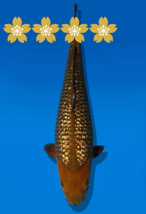 Koi Auktion Dainichi GinrinChagoi JumboTosai BrownMonkey - 43cm GT3-1344