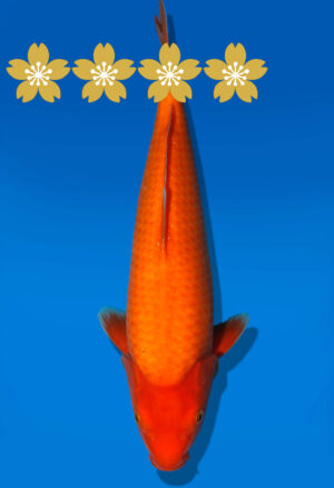 Koi Auktion Dainichi GinrinChagoi JumboTosai RedTiger - 36cm GT3-1341