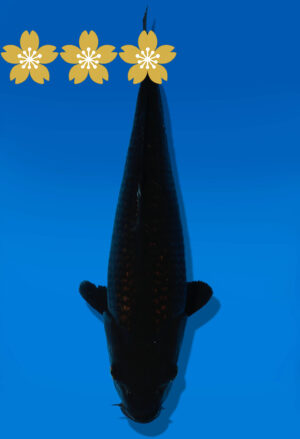 Koi Auktion Dainichi GinrinChagoi JumboTosai RedTiger - 35cm GT3-1342