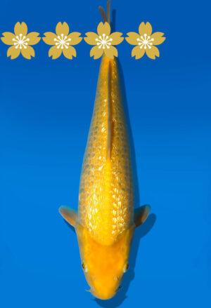 Koi Auktion Dainichi GinrinKarashigoi JumboTosai YellowMonkey - 41cm GT3-1343
