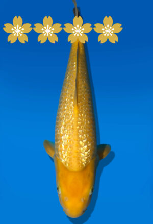 Koi Auktion Dainichi GinrinKarashigoi JumboTosai YellowMonkey - 37cm GT4-1329
