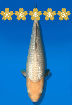 Koi Auktion Dainichi WhiteKarashigoi JumboTosai WhiteMonkey - 43cm GT4-1330