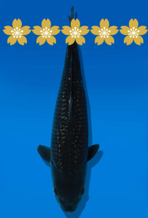Koi Auktion Dainichi Blackdiamond JumboTosai BlackZeus - 44cm GT4-1331
