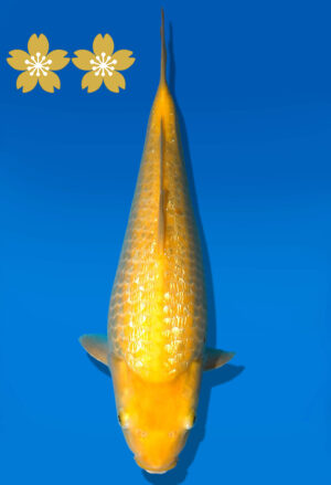 Koi Auktion Dainichi GinrinKarashigoi JumboTosai YellowMonkey - 35cm GT5-1335