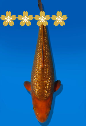 Koi Auktion Dainichi GinrinChagoi JumboTosai BrownMonkey - 40cm GT5-1333
